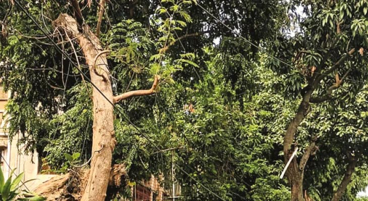 শহরজুড়ে স্বাস্থ্যপরীক্ষা, চিহ্নিত ১৫০টি ‘অসুস্থ’ বৃক্ষ