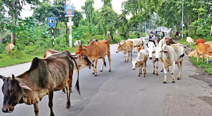 আসানসোল-দুর্গাপুর সড়কে গোরু-মোষের অবাধ বিচরণ, বাড়ছে দুর্ঘটনা পদক্ষেপের দাবি বাসিন্দাদের