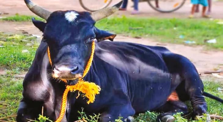 গ্রামবাসীদের আবদারে বিক্রি হয়ে যাওয়া ষাঁড়কে ফেরালেন প্রধান