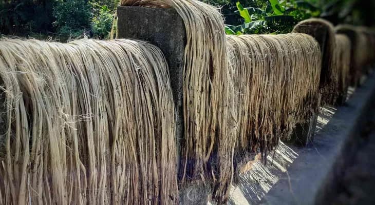 সাগরপাড়ায় রাস্তার পাশে কাটা পাটগাছের স্তূপ, বাড়ছে দুর্ঘটনা