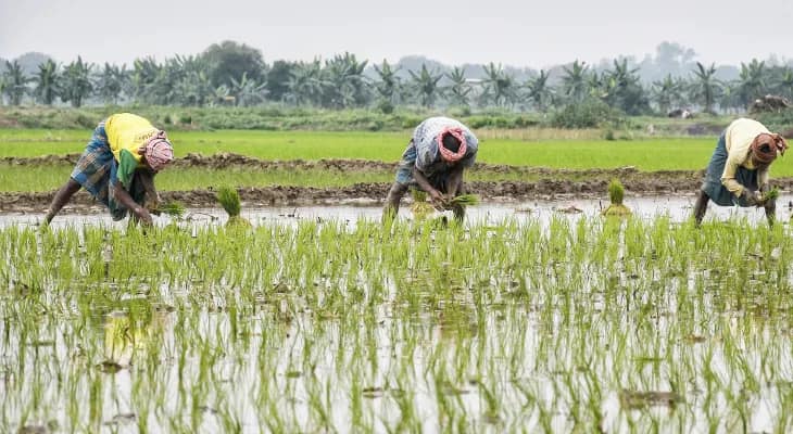 বৃষ্টিতে প্রায় ২৭০০ হেক্টর ধানজমির ক্ষতি, বিপাকে ২০ হাজার পরিবার