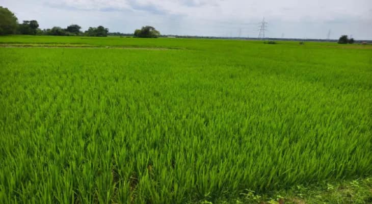 টানা ভারী বৃষ্টিতে সবজি চাষে কিছুটা ক্ষতি লাভ হবে ধানচাষে, দাবি কৃষিদপ্তরের