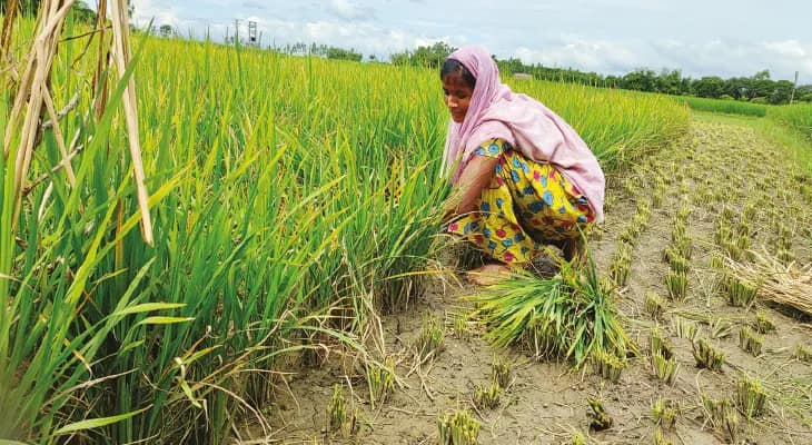 মালদহে সাফল্য, কৃষক বন্ধু প্রকল্পে চাষিদের খাতায় ১৫১ কোটি ২৭ লক্ষ