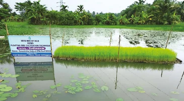 বর্ষা এলেই বিপত্তি, বাঁশের কাঠামোয়  ভাসমান জমিতে সবজি চাষের উদ্যোগ