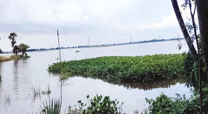 নষ্ট ২০ হাজার হেক্টর জমির ফসল, শস্যবিমা পেতে আবেদনপত্র তুলেছেন ৪ লক্ষ চাষি