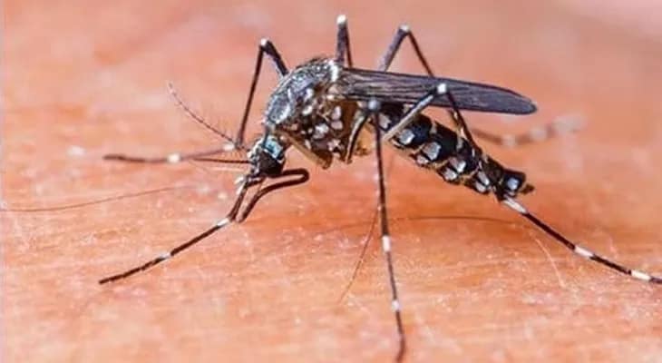 ডেলিভারির পর খাবারের খালি পাত্রে লুকিয়ে ডেঙ্গু-জুজু, হুগলিতে আতঙ্ক