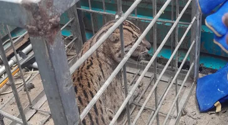 পূর্ব মেদিনীপুরের হলদিয়ায় বাঘরোল উদ্ধার