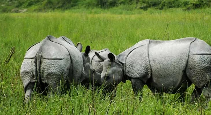 জলদাপাড়া ও গোরুমারায় হাতি-গন্ডারের জন্য ৩৮০ হেক্টরে ঘাসরোপণ, তৈরি লক্ষাধিক কর্মদিবস