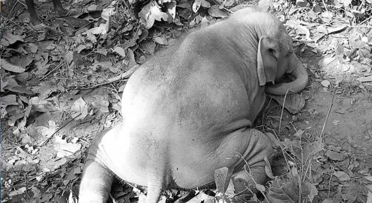 গণেশ চতুর্থীর পরের দিন শালবনির জঙ্গলে উদ্ধার মৃত হস্তি শাবক