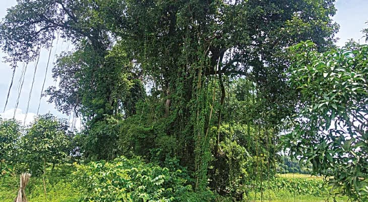শুটিং হয়েছিল ‘গুপী গাইন বাঘা বাইন’ চলচ্চিত্রের, সত্যজিতের স্মৃতিধন্য গাজোলের হরিতকিতে পর্যটনকেন্দ্রের দাবি