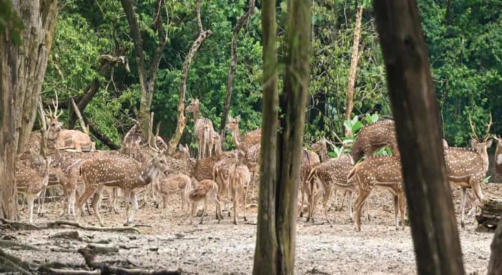 অনির্দিষ্টকালের জন্য বন্ধ রমনাবাগান, পশুদের কাটাতে হচ্ছে ‘নাইট শেল্টারে’