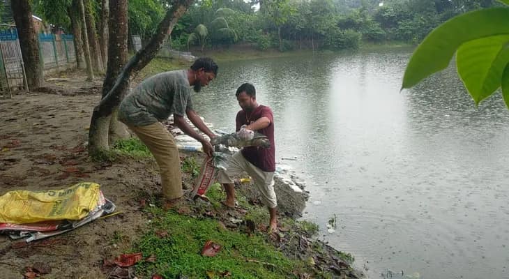 কোচবিহারের বাণেশ্বর শিব দিঘিতে এক রাতেই তিনটি মোহনের (কচ্ছপ) মৃত্যু, উদ্বেগে বনদপ্তর
