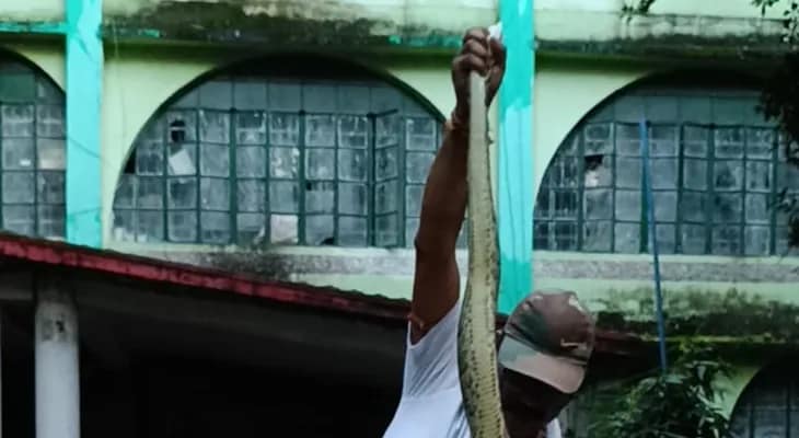 জাতীয় সড়কে অজগর! থমকে গেল যানবাহন