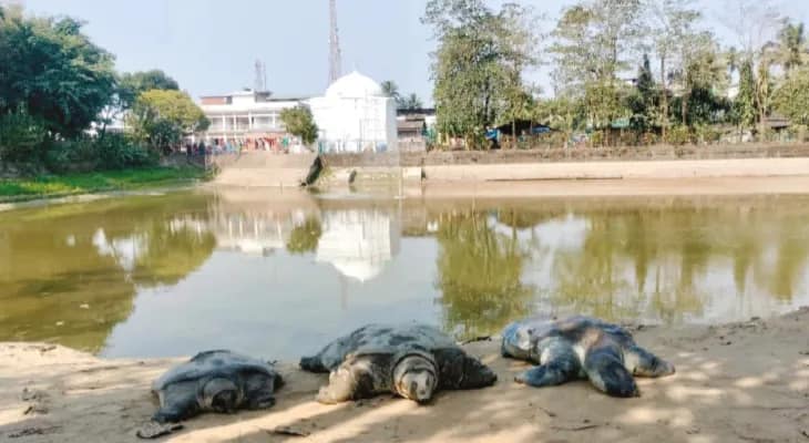 বাণেশ্বরের শিবদিঘিতে ফের ৩টি মোহনের মৃত্যু