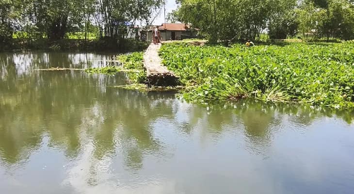 তিস্তার জলে ভেসে গিয়েছে সাঁকো
