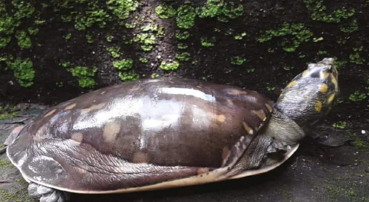 উদ্ধার করা দুই কচ্ছপকে পরিবেশে ছাড়া হল