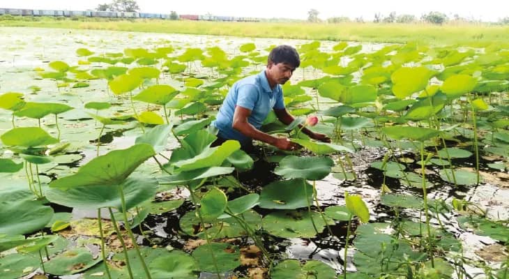একটানা আকাশের মুখ ভার, আশঙ্কার প্রহর গুনছেন দুর্লভপুরের পদ্মচাষিরা