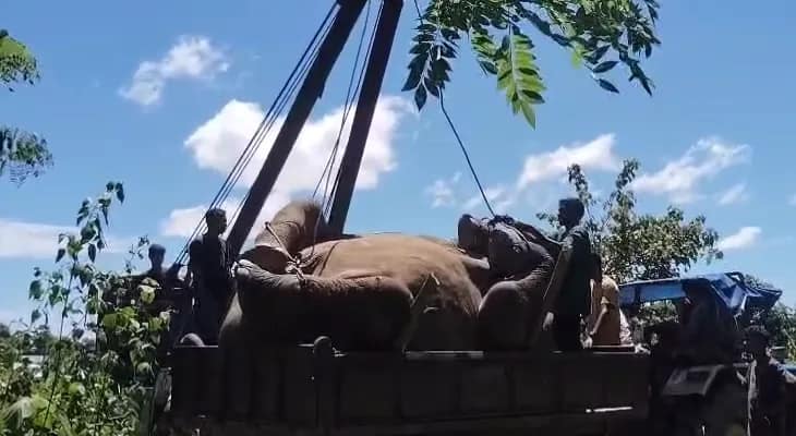 সুপারি বাগানে বিদ্যুৎস্পৃষ্ট হয়ে একটি পূর্ণবয়স্ক হাতির মৃত্যু, চাঞ্চল্য