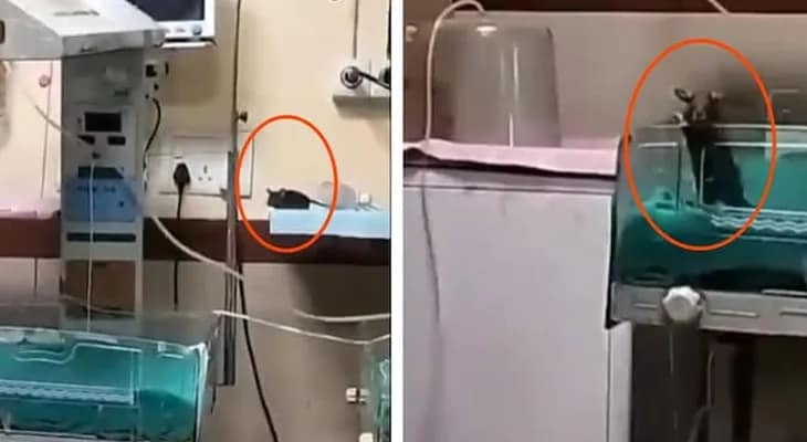ইন্দোরে সরকারি হাসপাতালে দুই সদ্যোজাতকে ইঁদুরের কামড়, ভিডিও ভাইরাল হতে তদন্তের নির্দেশ