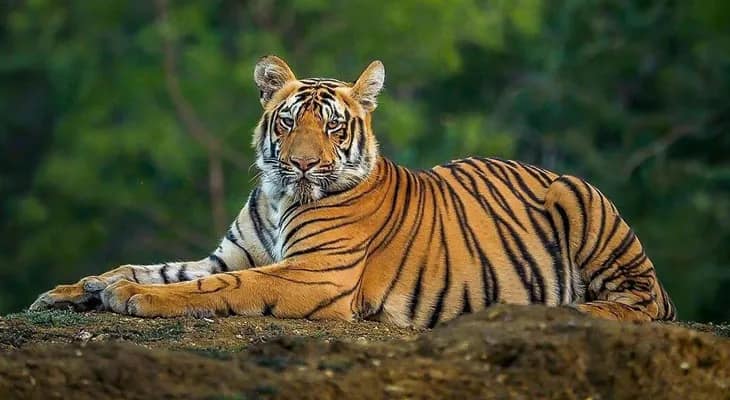 ঝড়খালি পুনর্বাসন কেন্দ্রে মৃত্যু বাঘ সোহিনির