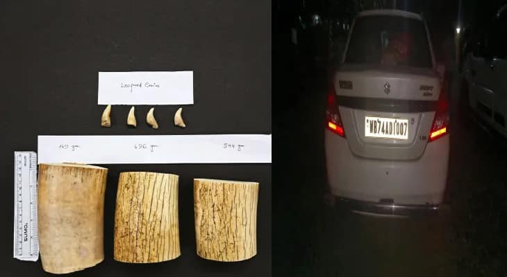 চিতাবাঘ ও হাতির দাঁত সহ ধৃত দম্পতি