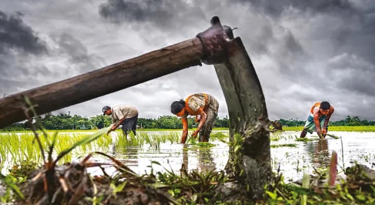 পর্যাপ্ত বৃষ্টি হওয়ায় বাঁকুড়া জেলায় লক্ষ্যমাত্রার চেয়ে ধান চাষ বাড়ল