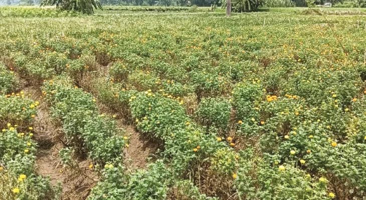 অতিবর্ষণে বুদবুদের গাঁদা চাষের দফারফা অবস্থা, ফুলের দাম চড়া