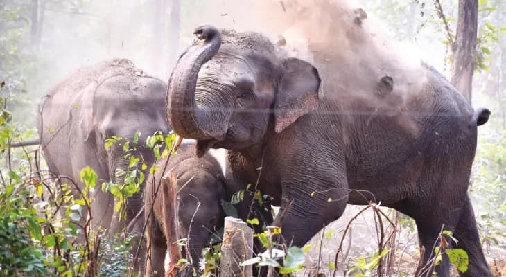 বাঁকুড়ার উত্তর বনবিভাগে দাপিয়ে বেড়াচ্ছে ৭১ হাতি, মাঠে ধান ও সব্জি নিয়ে উদ্বেগে চাষিরা