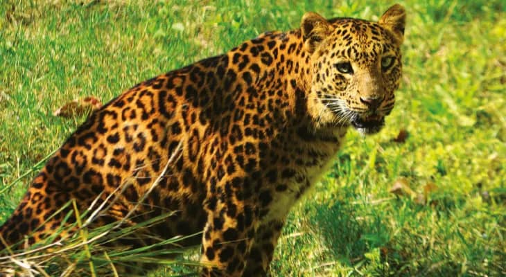 ‘হর্ষিণী’র কোলে নবজাতক, পুজোর আগে খুশির হাওয়া ঝাড়গ্রাম জুলজিক্যাল পার্কে