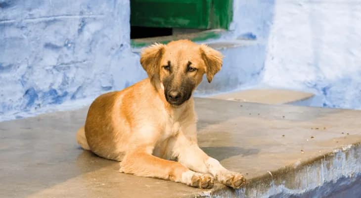 চণ্ডীতলায় কুকুরের মৃত্যু ঘিরে হইচই, খুনের অভিযোগ