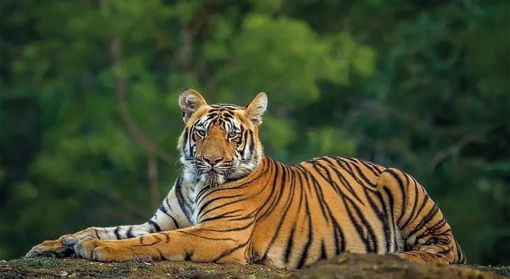 গোসাবার গ্রামে বাঘের আতঙ্ক, নদীতে শুরু রাত্রিকালীন টহল
