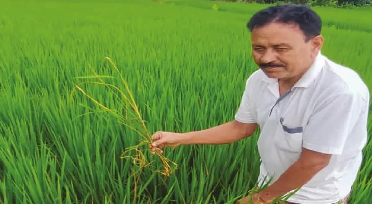 শিষের আগে মাজরা হানা, কড়া বিষ প্রয়োগেও মরছে না! ধান উৎপাদনে ব্যাপক ঘাটতির আশঙ্কা