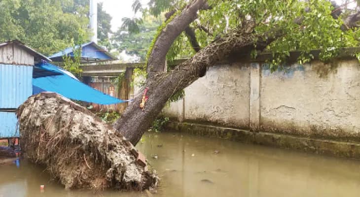কোচবিহার শহরের উন্নয়নে হেলে পড়ছে বড় বড় গাছ, দুর্ঘটনার শঙ্কা