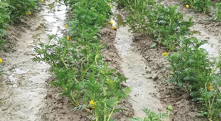 বৃষ্টিতে গাঁদা ও রজনীগন্ধার চাষে ব্যাপক ক্ষতির আশঙ্কায় চাষিরা