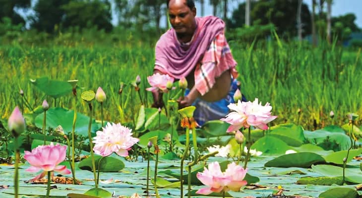 এবছর উৎপাদন বেশ ভালোই, দুর্গাপুজোর সময় নাগালে থাকতে পারে পদ্মফুলের দাম