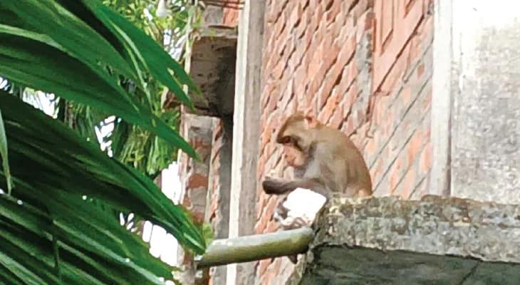 তছনছ করে দিচ্ছে প্যান্ডেলের নকশা, প্রতিমার সাজ বাঁদরের উপদ্রবে মাথায় হাত উদ্যোক্তাদের