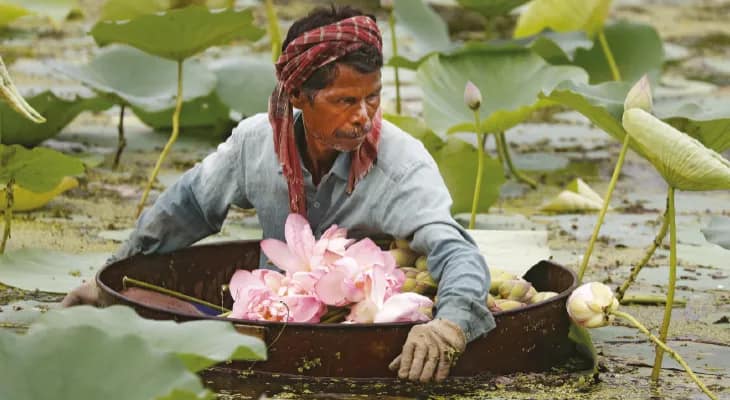 ভিন রাজ্যে পাড়ি দিচ্ছে হুগলির পদ্ম
