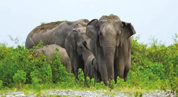 কার্শিয়াং ডিভিশনে ঘাঁটি গেড়েছে দেড়শো হাতি, পুজোয় বিশেষ নজরদারি বনদপ্তরের