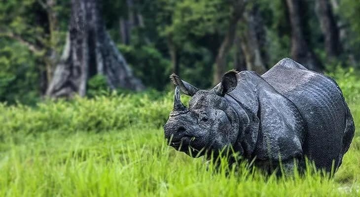 গোরুমারায় একটি গণ্ডারের মৃত্যু