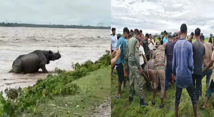 মেচি নদীতে ভেসে গেল হস্তিশাবক, তোর্সায় গন্ডার