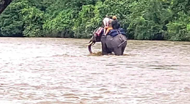 গোরুমারায় নদীতে ডুবে গন্ডারের মৃত্যু, বিপন্ন বন্যপ্রাণ, ভেসে গেল চিতাবাঘ-হরিণ