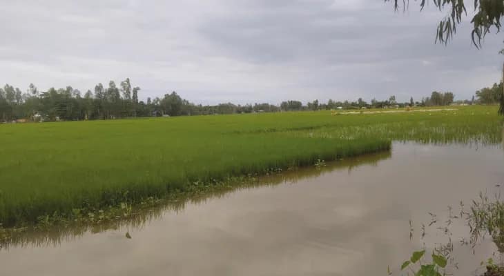 বাংলাদেশে দুধকুমার নদীর গতিপথ আটকানোয় বিপদে দিনহাটার চাষিরা