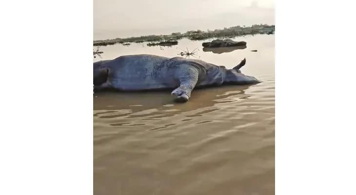 গোরুমারা থেকে জলঢাকা নদীতে ১৪০ কিমি ভেসে বাংলাদেশে গন্ডারের দেহ!