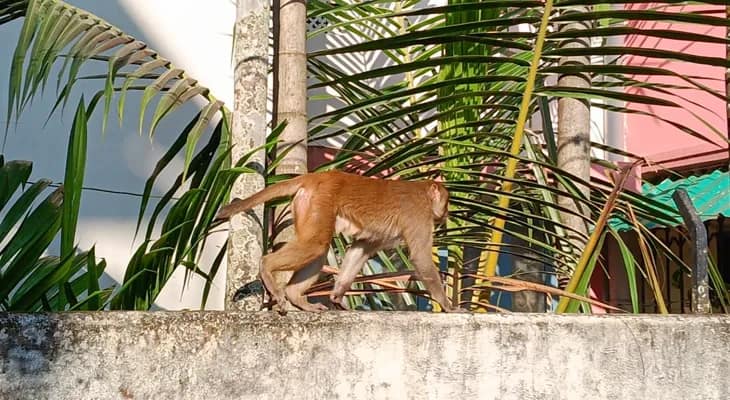জলপাইগুড়ির শিল্পসমিতি পাড়ায় বাঁদরের অস্বাভাবিক উপদ্রব, অতিষ্ঠ বাসিন্দারা