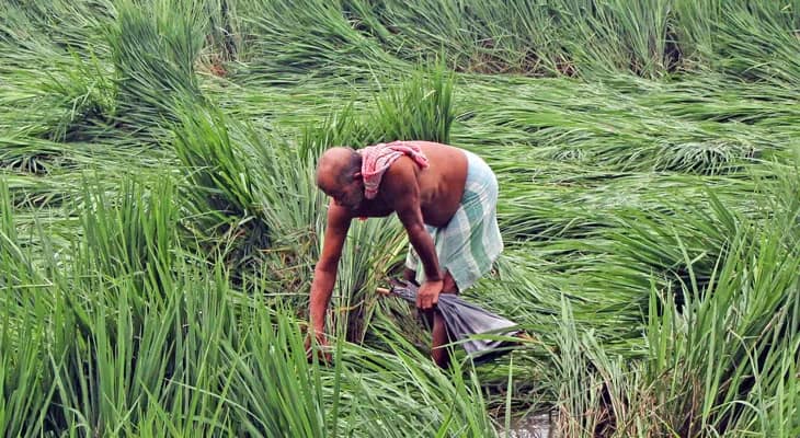 শিবির করে শস্যবিমার ফর্ম সংগ্রহ করবে জেলা কৃষিদপ্তর