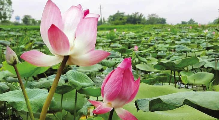 ধনতেরসে রোগমুক্তিতে পুজো হয় ধন্বন্তরির