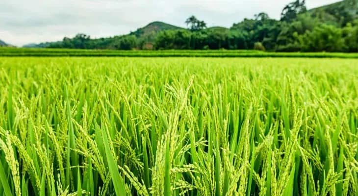 ধান বিক্রির নয়া নির্দেশিকায় আতান্তরে চাষিরা, উদ্বৃত্ত ঘুরপথে ফড়েদেরই হাতে