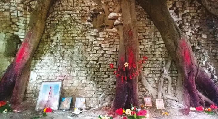 অশ্বত্থ গাছকেই কালী-জ্ঞানে পুজো, বারাসতের ৫০০ বছরের প্রাচীন রঘু ডাকাতের মন্দির