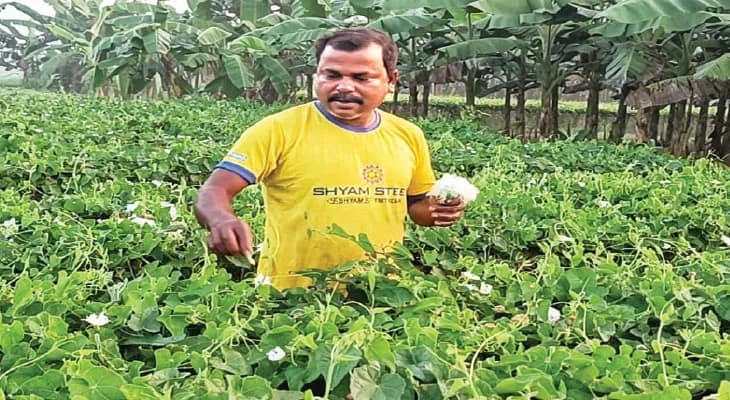 অতিরিক্ত কীটনাশকে মৃত্যু পরোপকারী কীটপতঙ্গেরও
