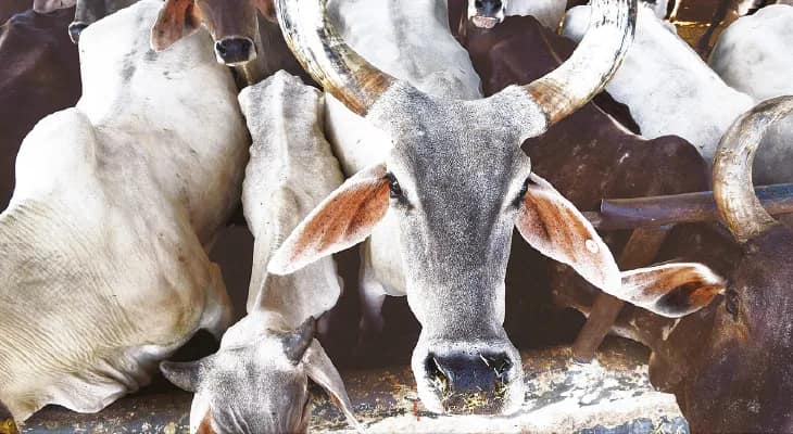 ঝাড়গ্রামে বন্ধ হচ্ছে না অবৈধ বালি তোলা, গোরুর গাড়িতে করে পাচার